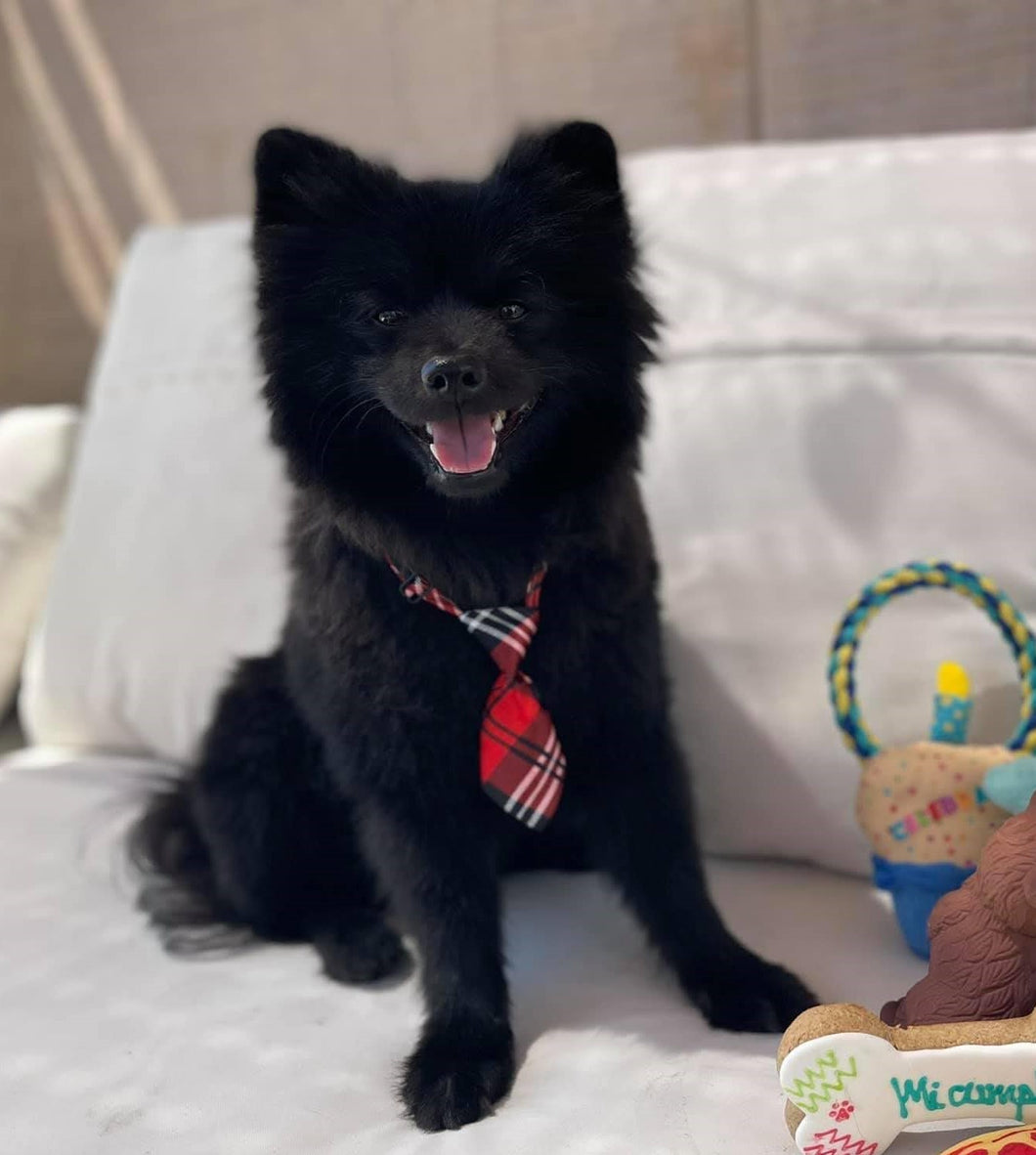 Corbata para perro o gato